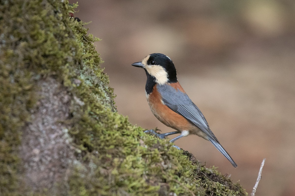 Varied Tit - ML610453552