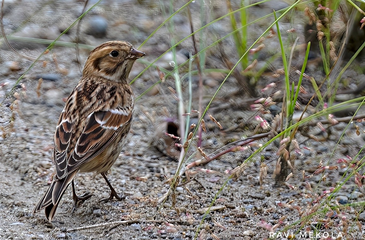 Lapland Longspur - ML610453567