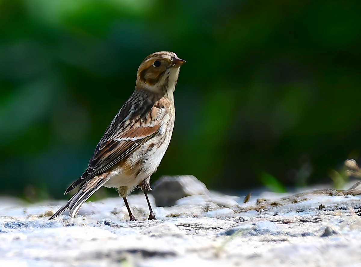 Lapland Longspur - ML610453569