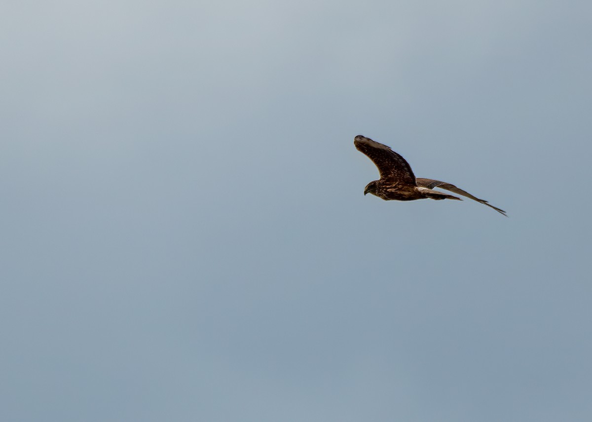 Swamp Harrier - ML610453572