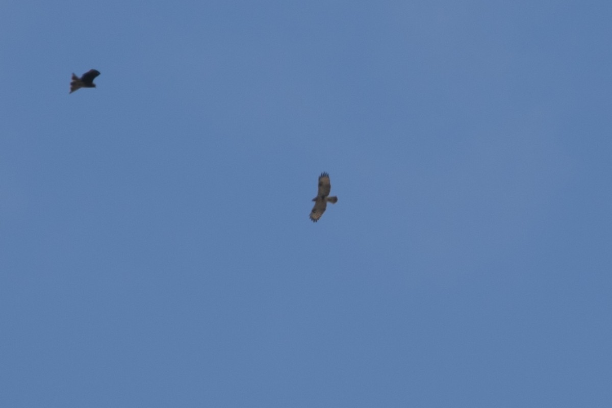 Eastern Buzzard - ML610453573