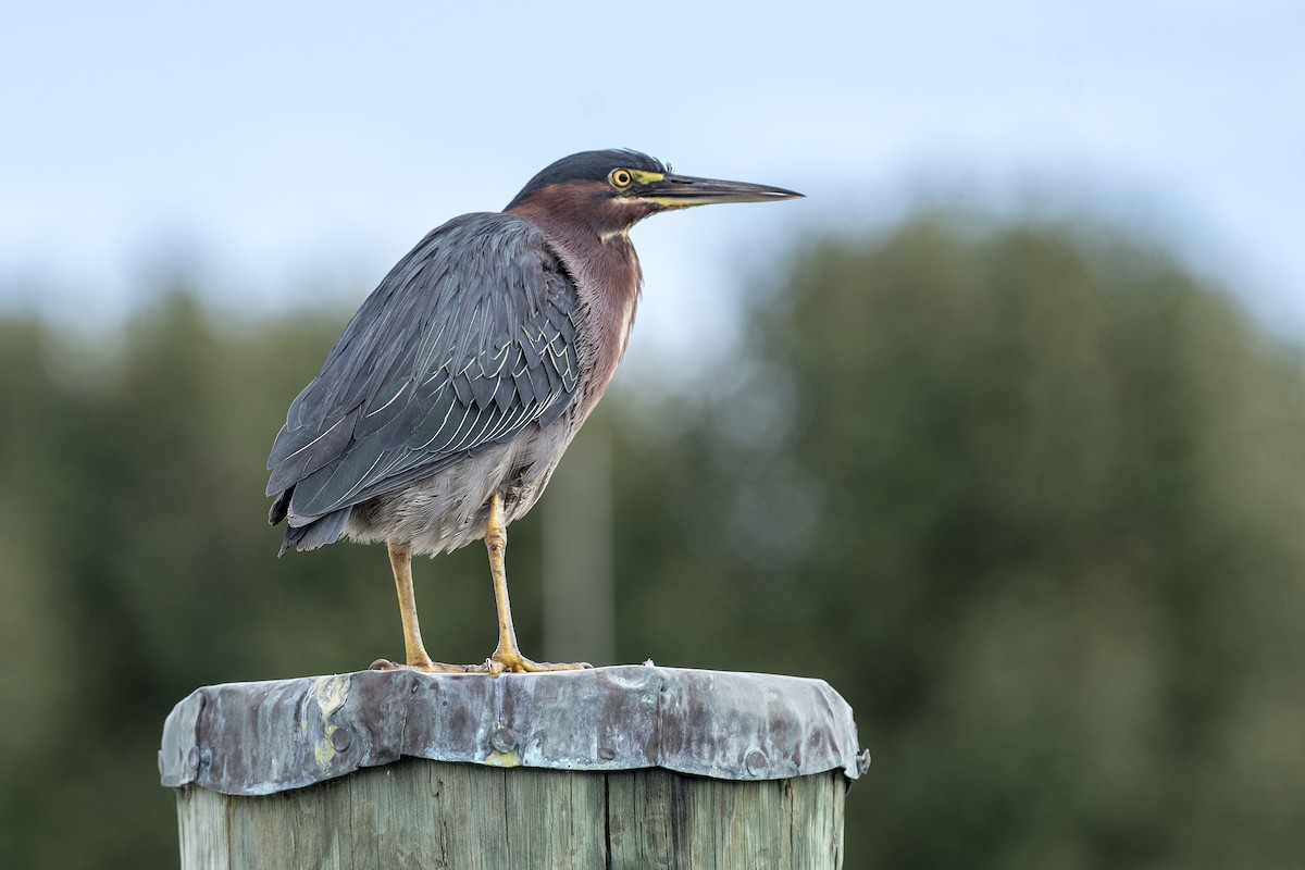 Green Heron - Donna Wadsley