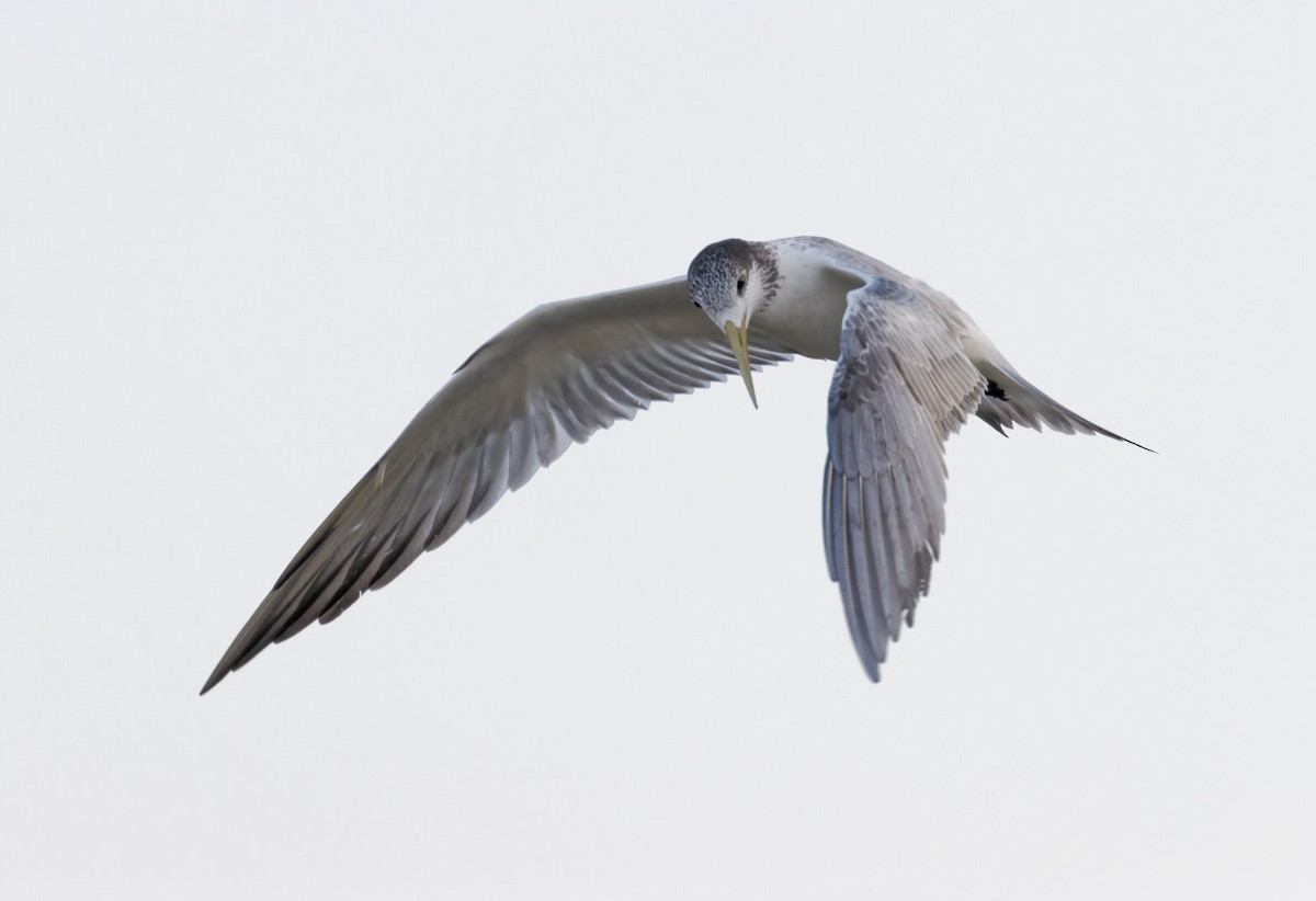 Great Crested Tern - ML610453667