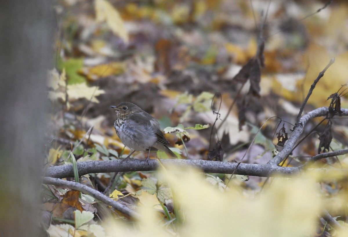 Hermit Thrush - Julie Johnston