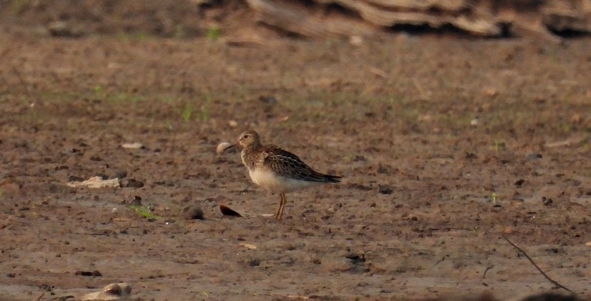 Pectoral Sandpiper - ML610453709