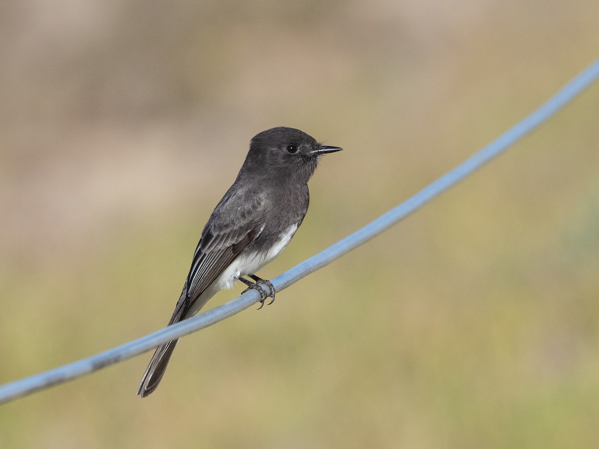 Black Phoebe - ML610453715