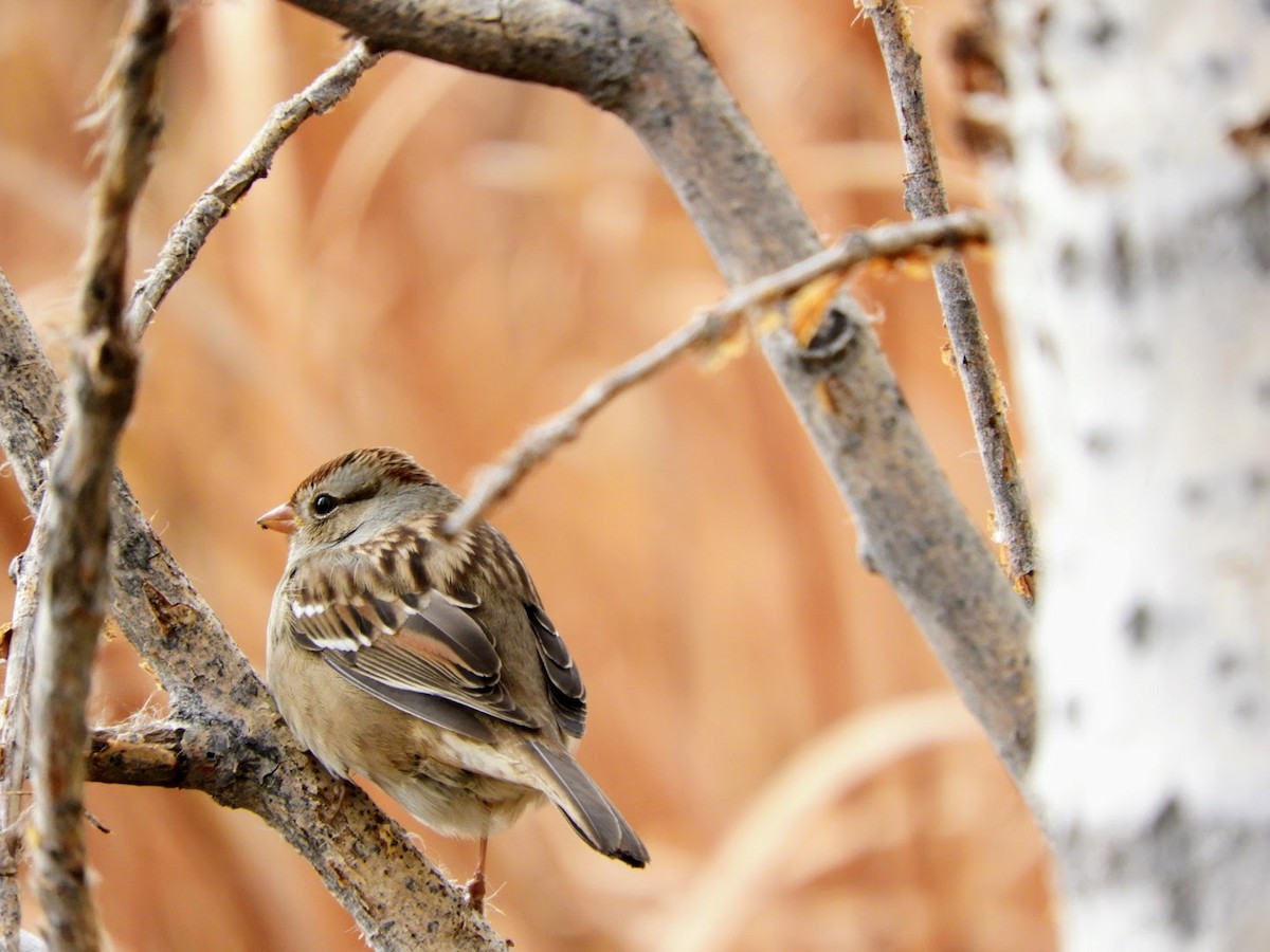 White-crowned Sparrow (Gambel's) - ML610453899