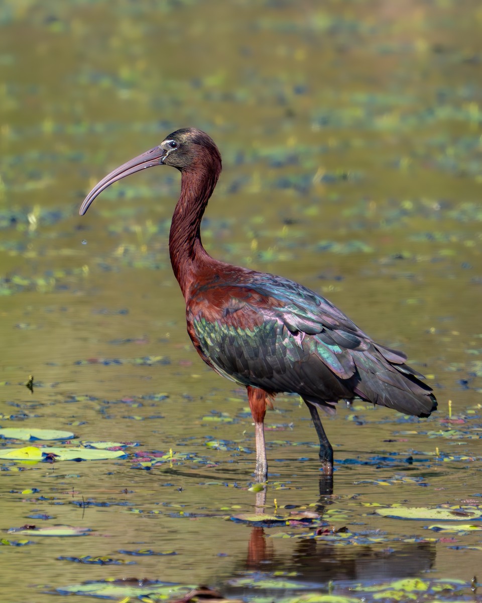 ibis hnědý - ML610453968