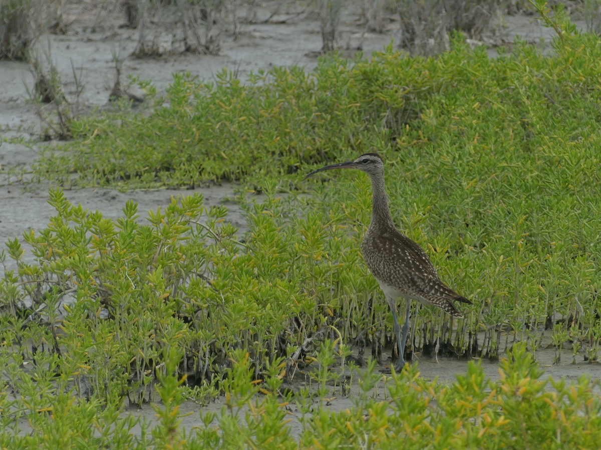 Whimbrel - Rachel DiPietro