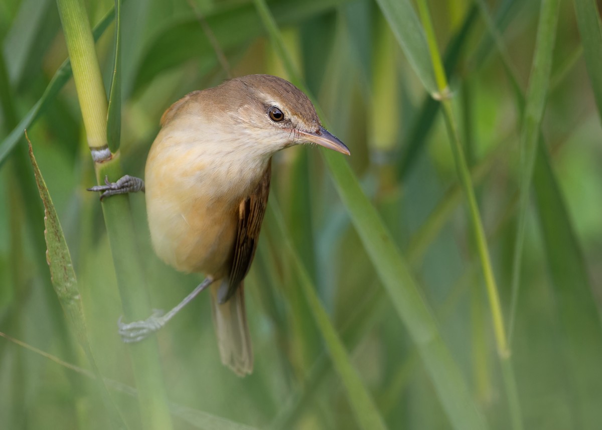 Oriental Reed Warbler - ML610454103