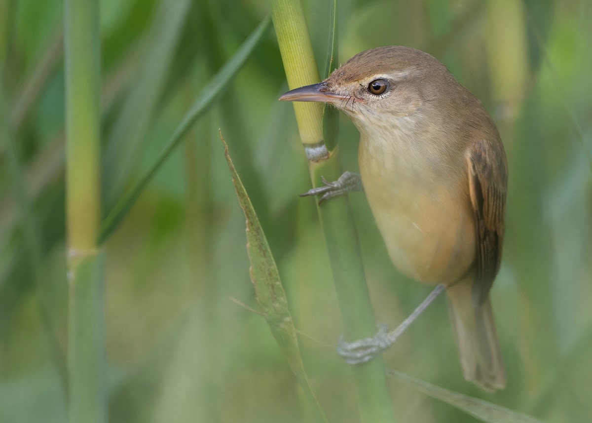 Oriental Reed Warbler - ML610454105