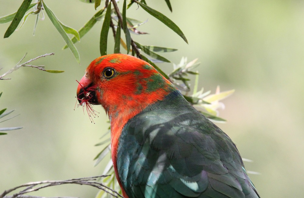 Avustralya Kral Papağanı - ML610454122