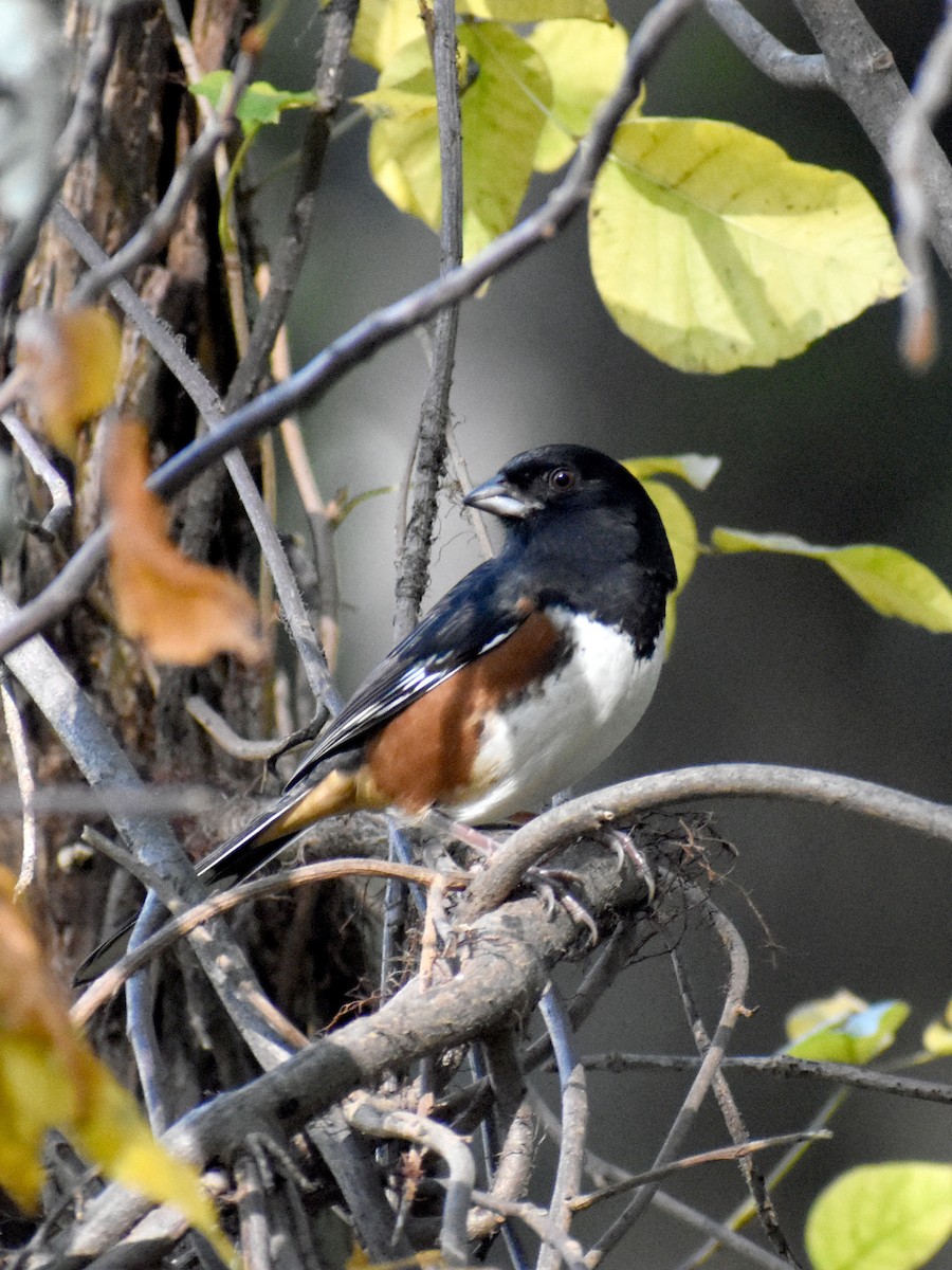 Eastern Towhee - ML610454170