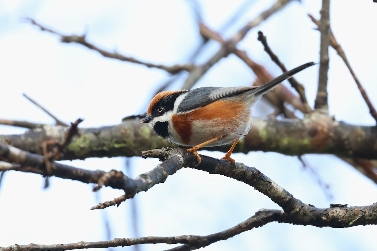 Black-throated Tit - ML610454232