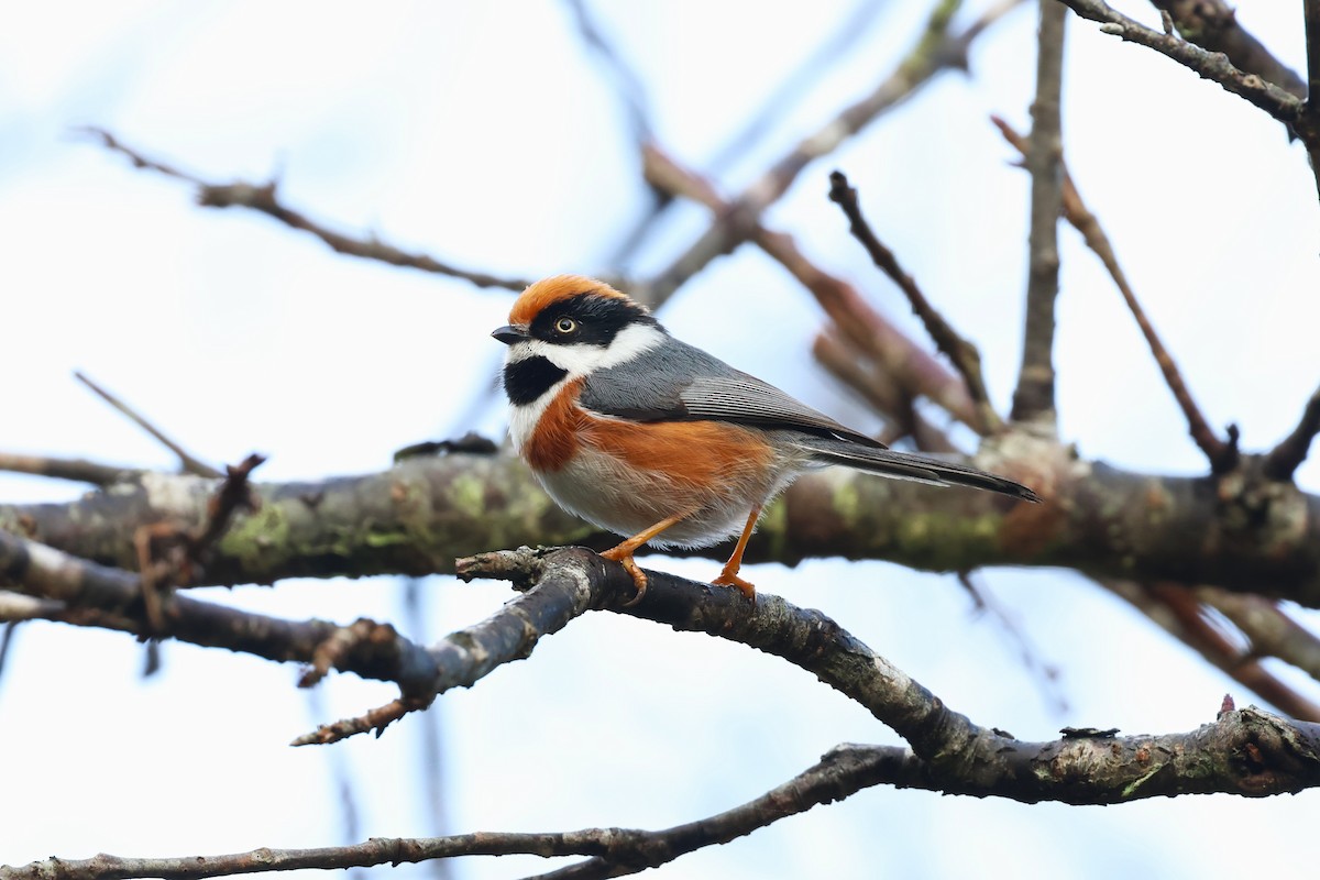 Black-throated Tit - 志民 蘇