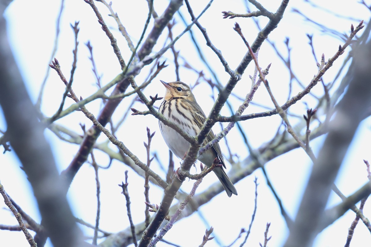 Olive-backed Pipit - ML610454244