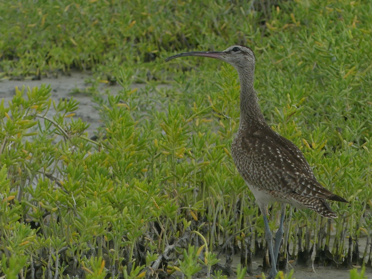 Whimbrel - ML610454265