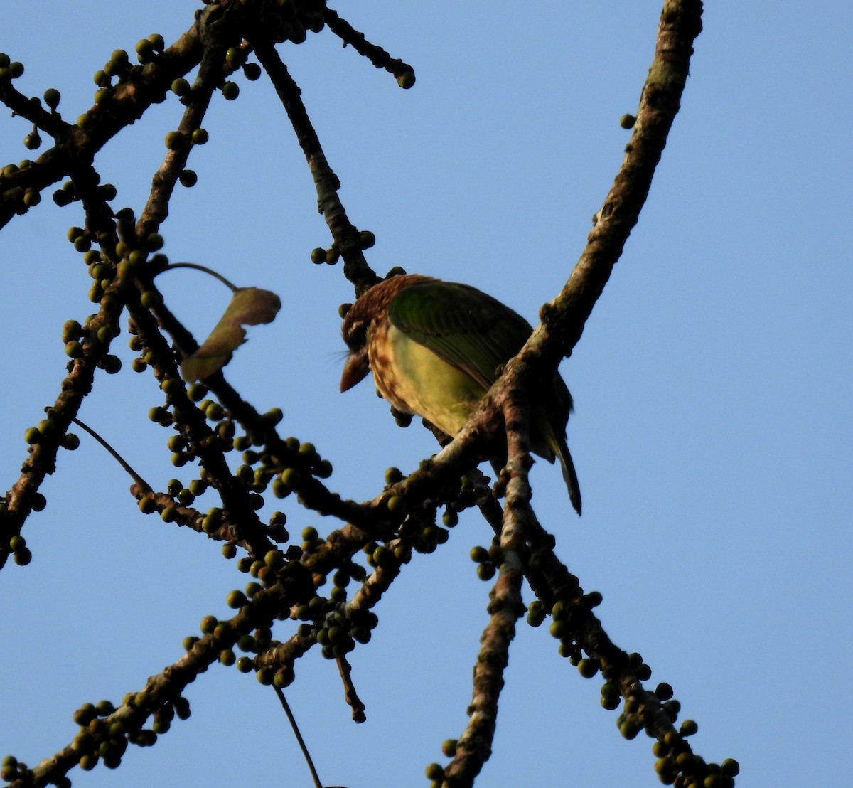 White-cheeked Barbet - ML610454302