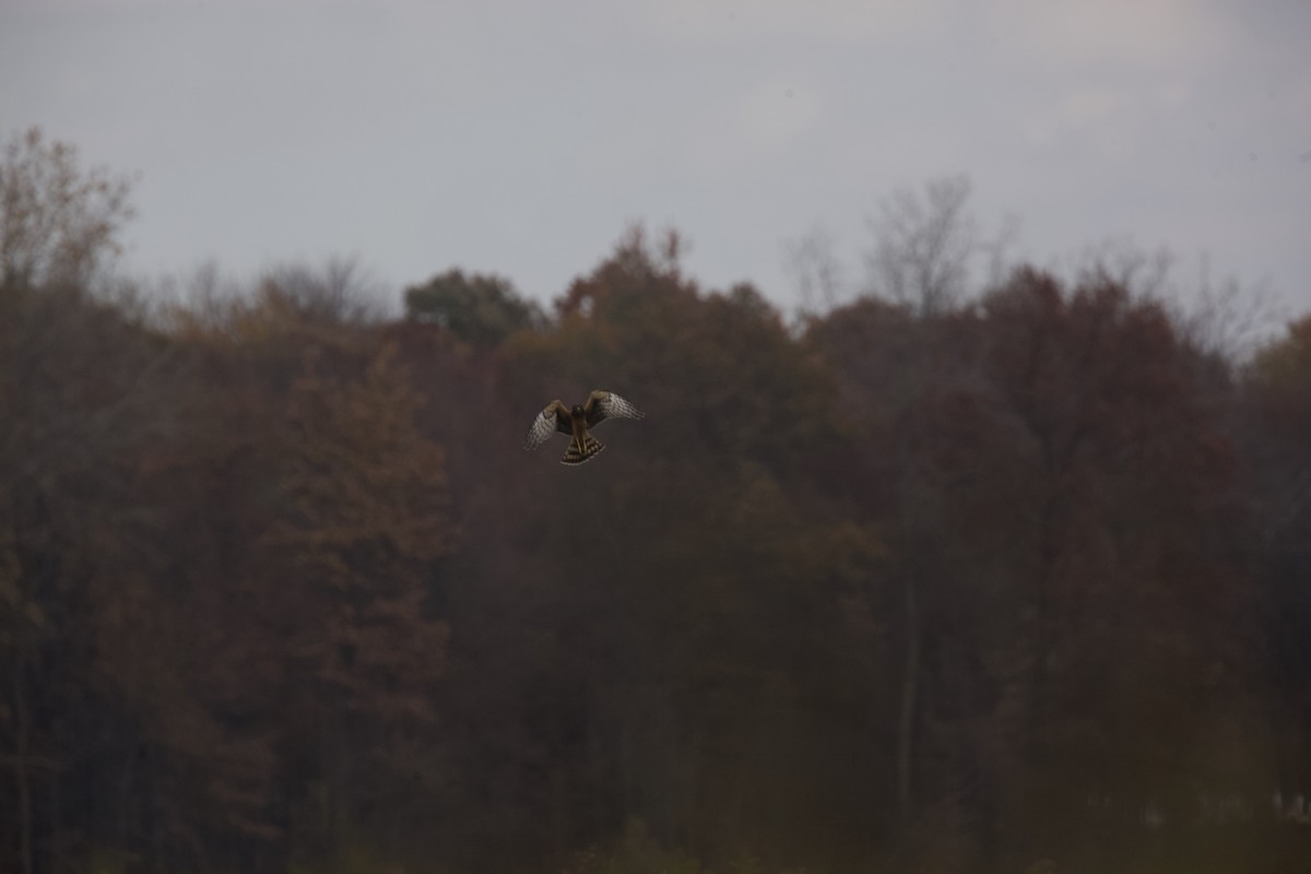 Northern Harrier - ML610454332