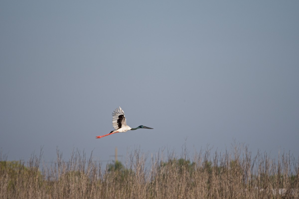 Black-necked Stork - ML610454333