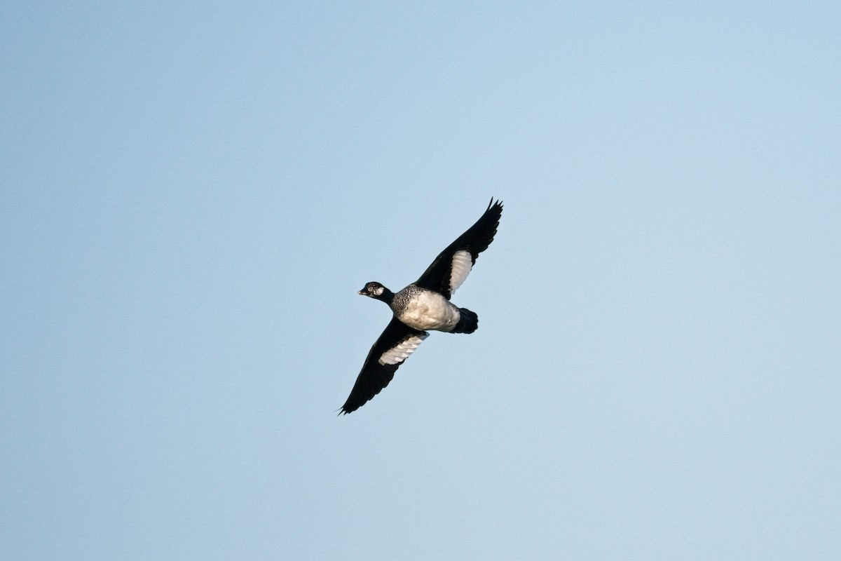 Green Pygmy-Goose - ML610454382