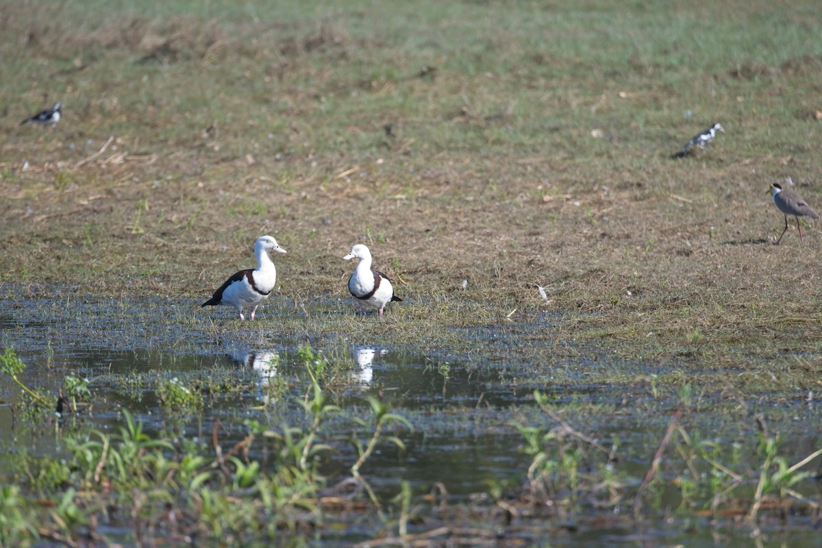 Radjah Shelduck - ML610454399