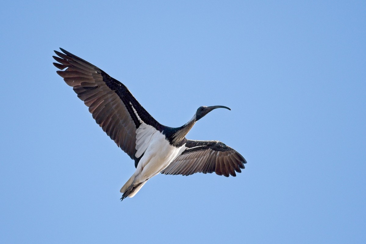 Straw-necked Ibis - ML610454411