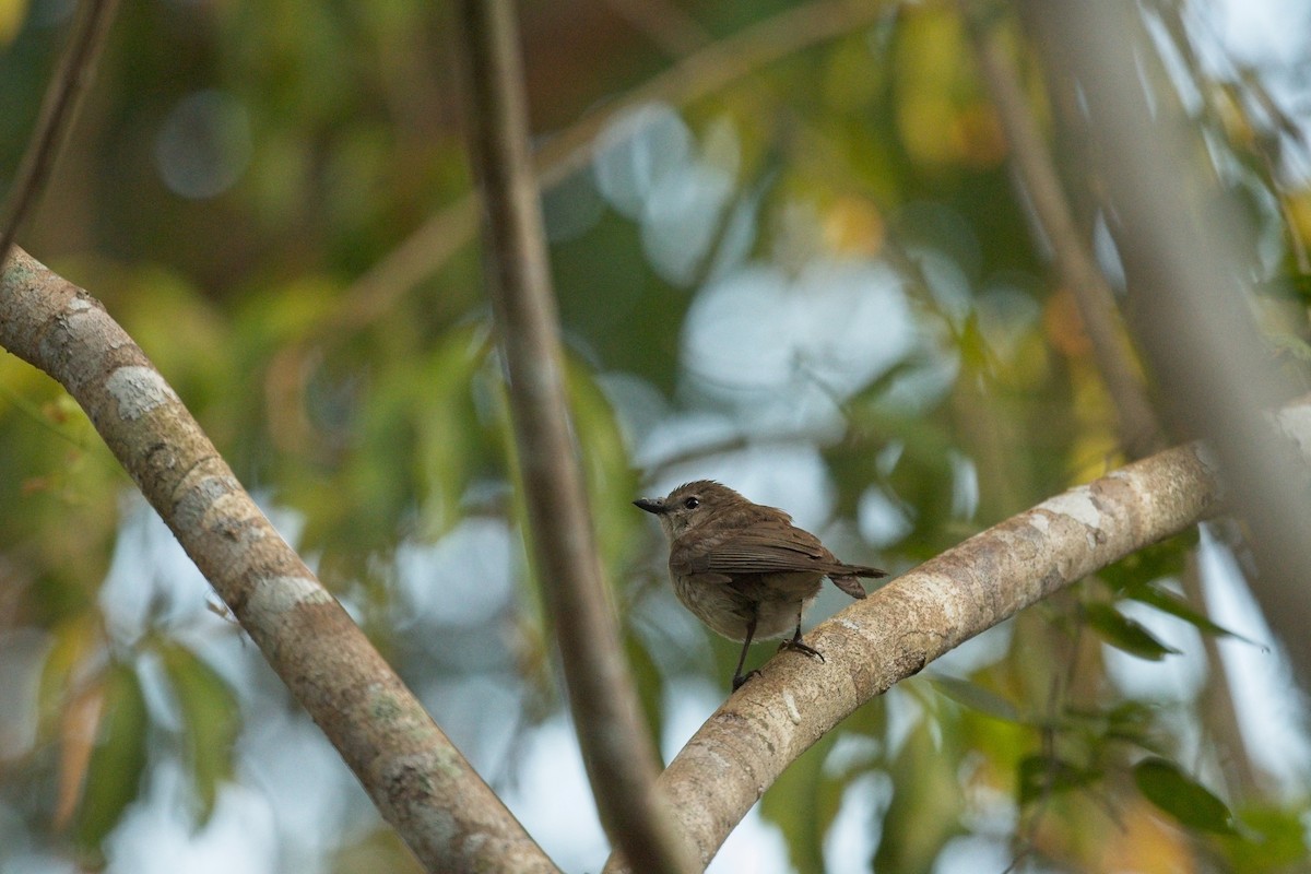 Gray Whistler - ML610454458