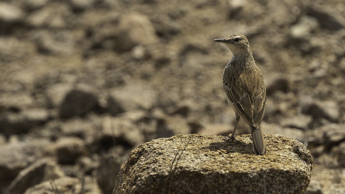 Karoo Long-billed Lark (Benguela) - ML610454519