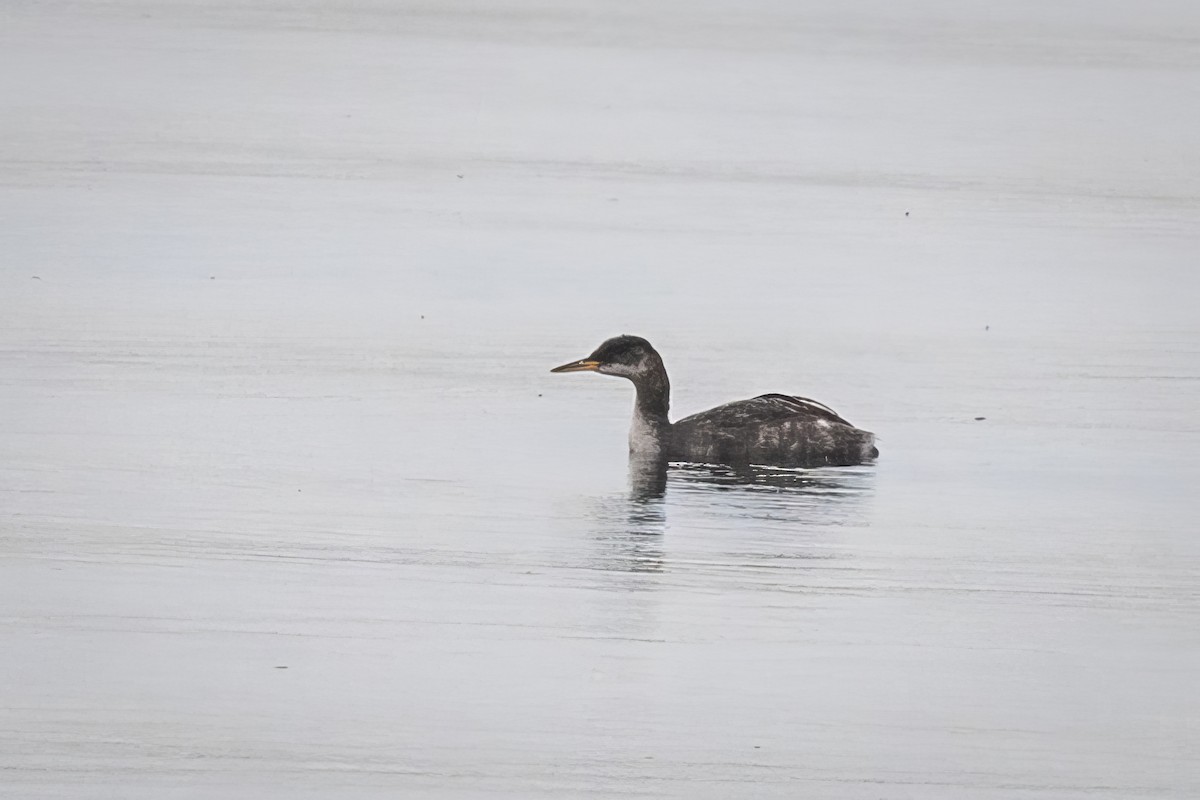 Red-necked Grebe - ML610454524