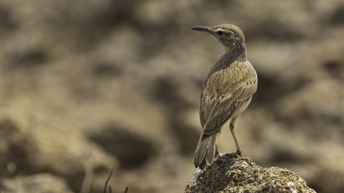 Karoo Long-billed Lark (Benguela) - ML610454530