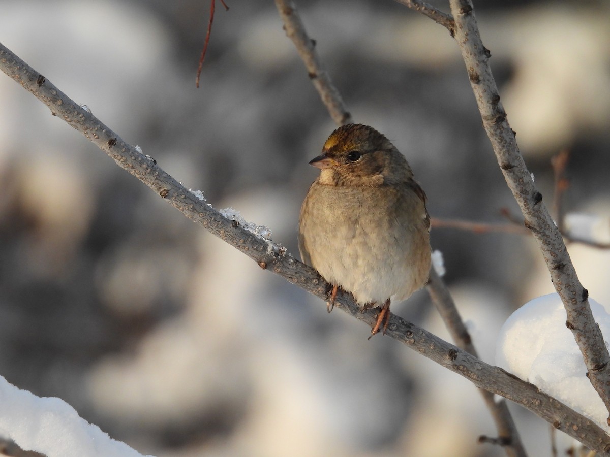 Golden-crowned Sparrow - ML610454551