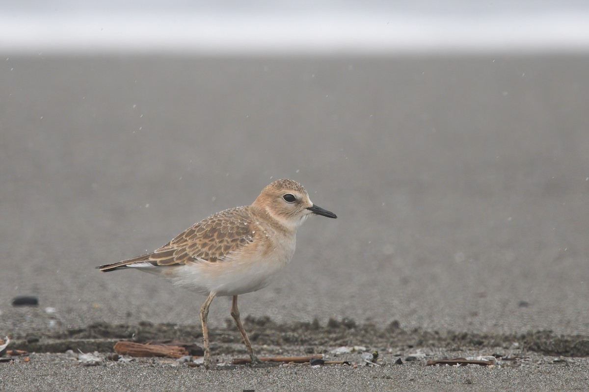 Mountain Plover - Max Brodie
