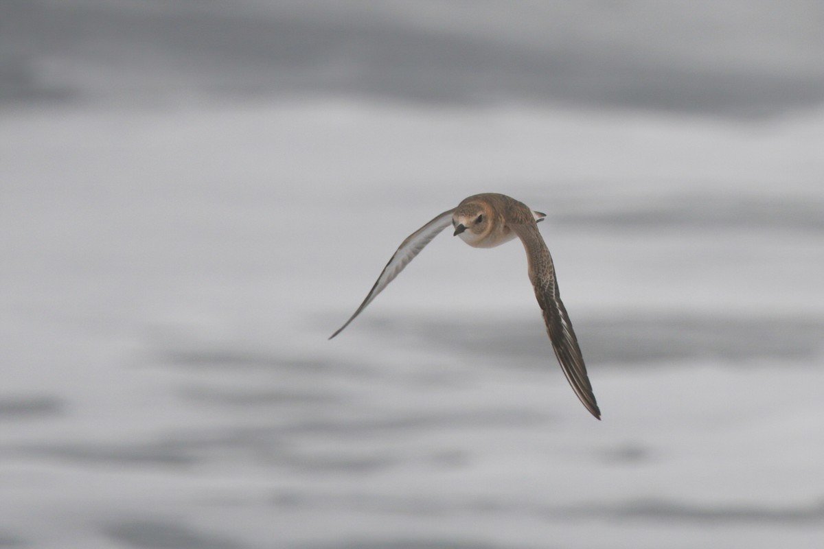 Mountain Plover - ML610454566