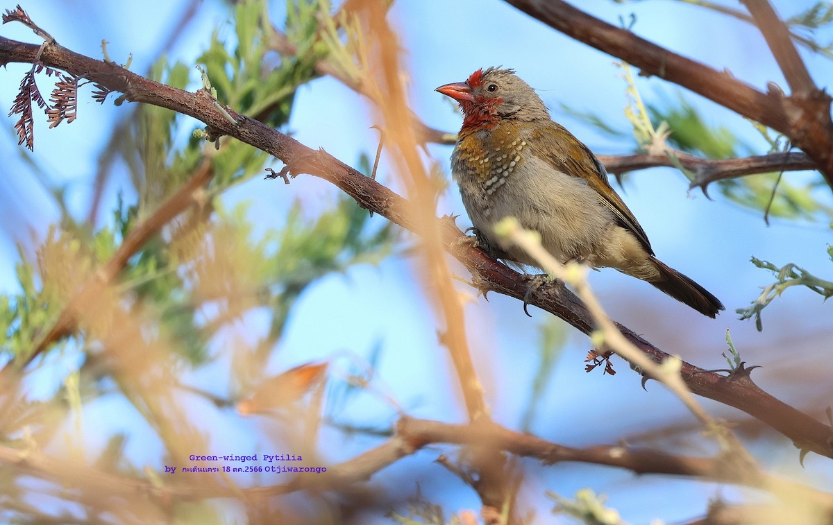 Green-winged Pytilia - ML610454571
