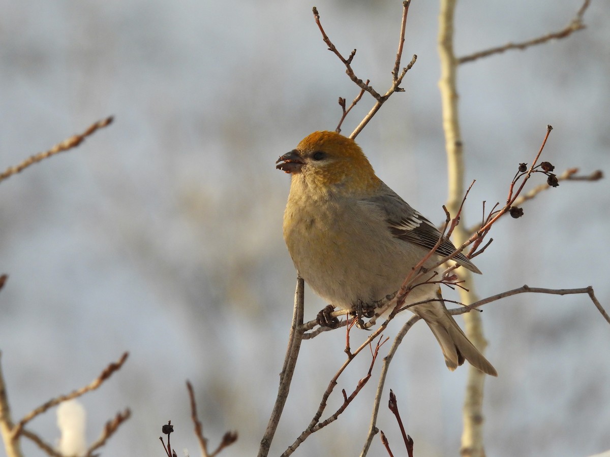 Pine Grosbeak (Rocky Mts.) - ML610454579