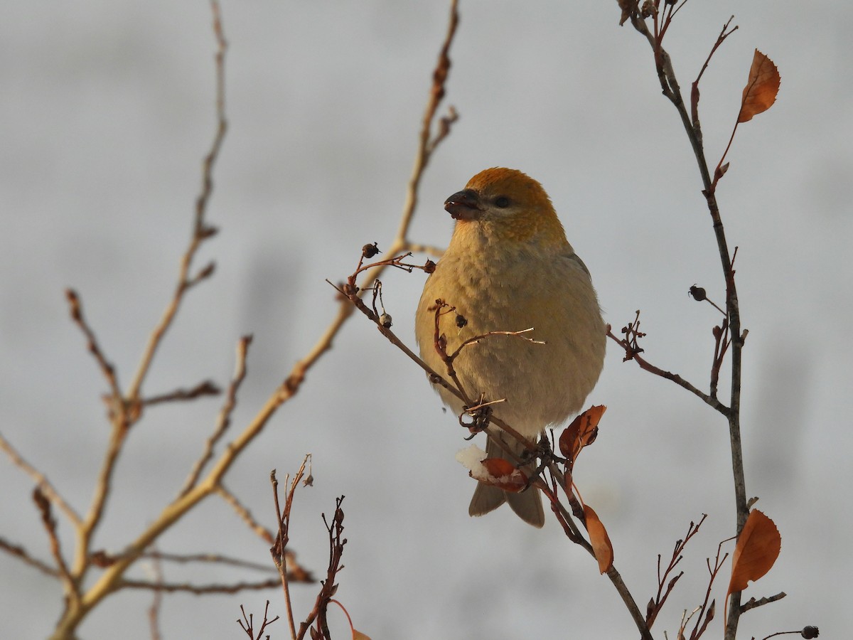 Pine Grosbeak (Rocky Mts.) - ML610454580