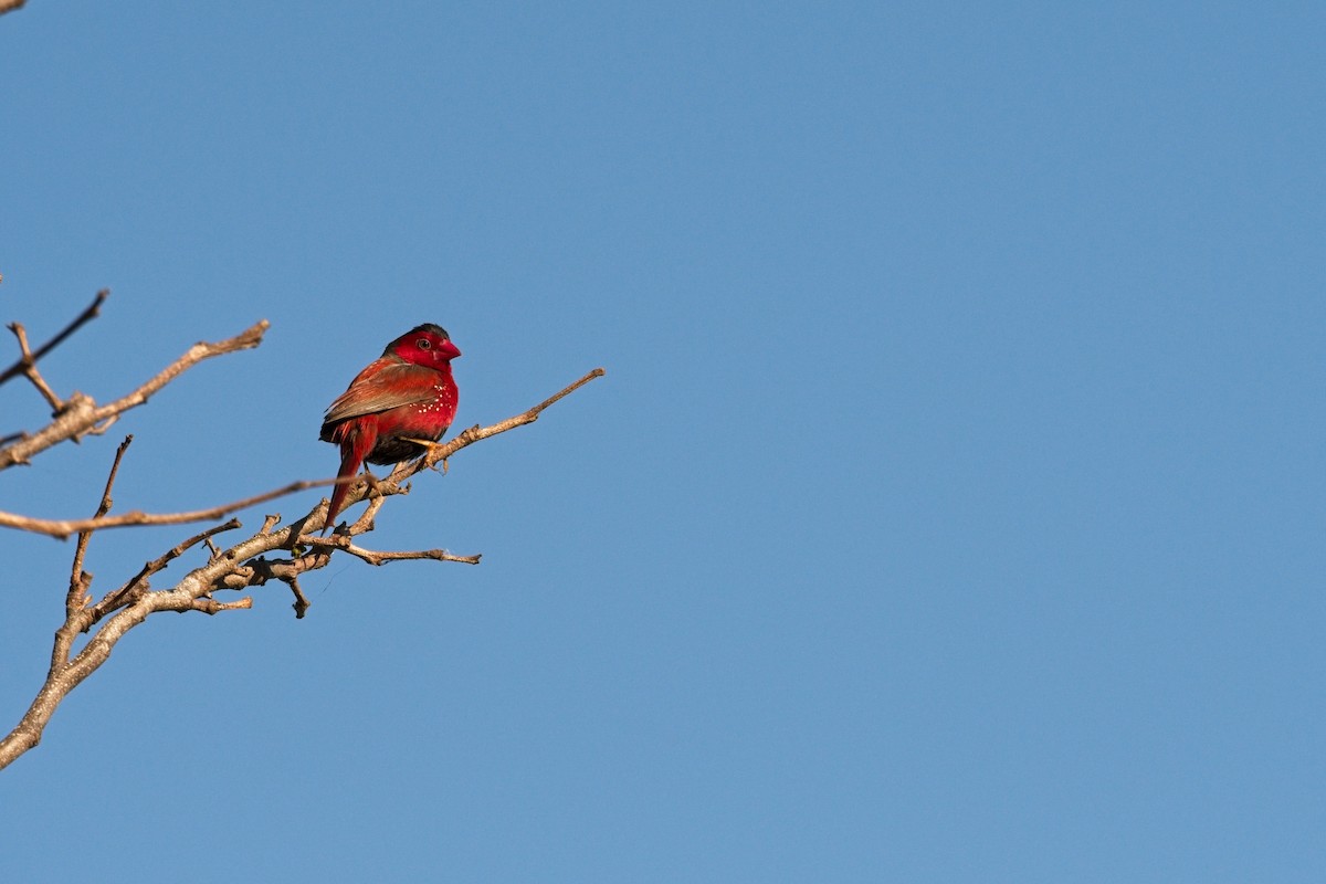 Crimson Finch - ML610454586