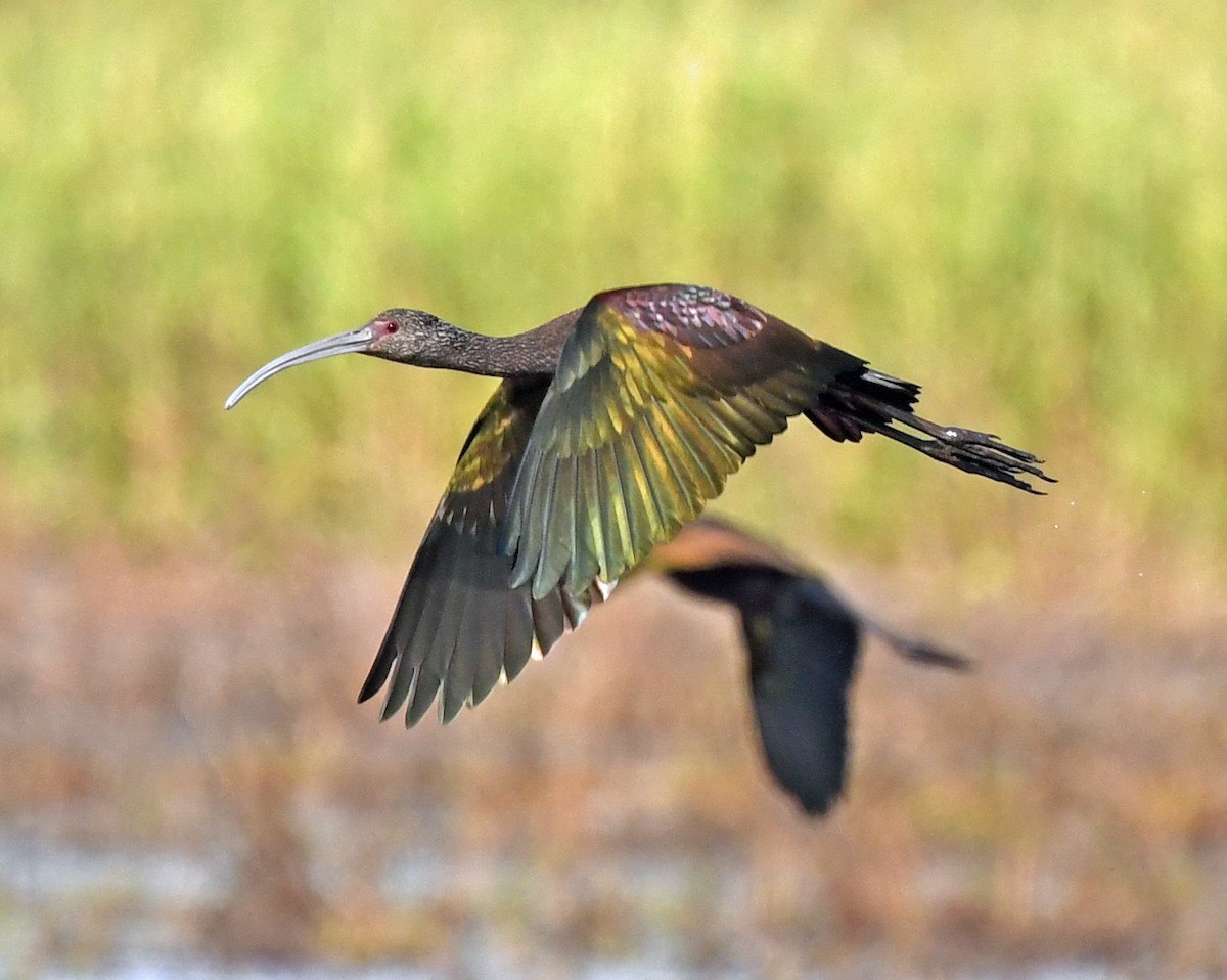 White-faced Ibis - ML610454744