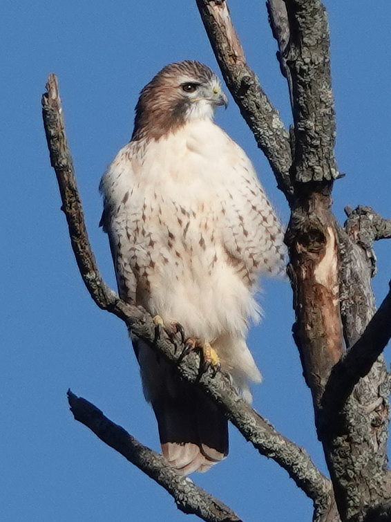 Red-tailed Hawk - ML610454757