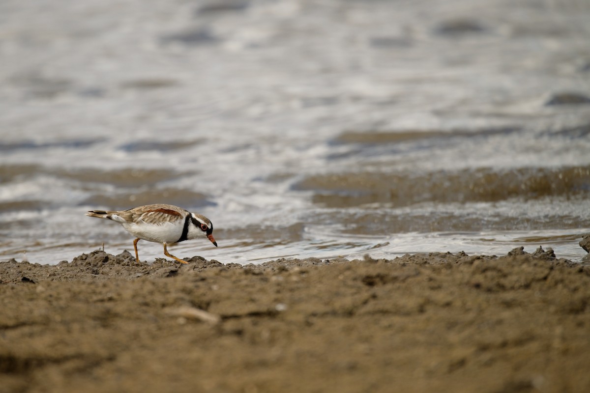 Black-fronted Dotterel - ML610454784