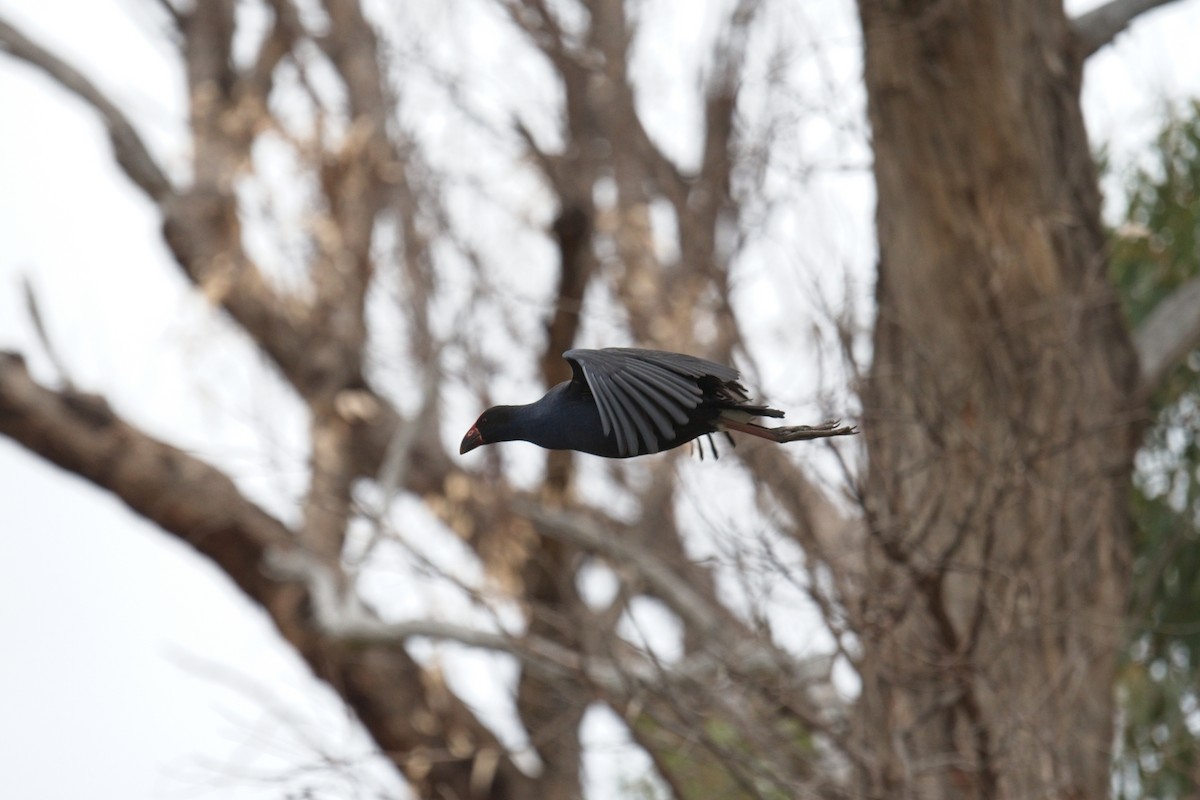 Australasian Swamphen - ML610454799