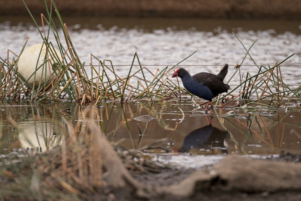 Australasian Swamphen - ML610454800