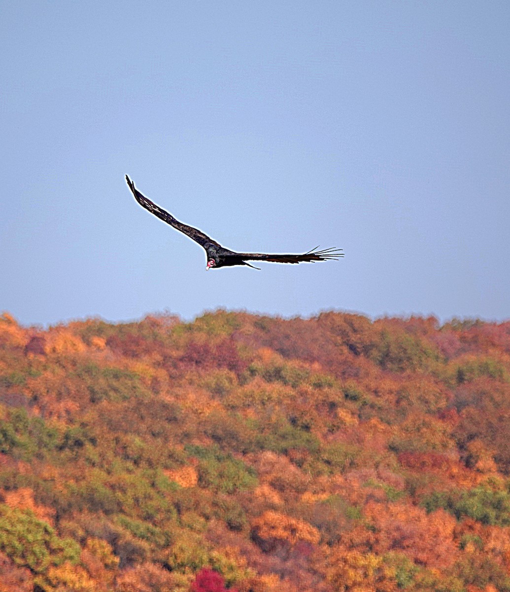 Urubu à tête rouge - ML610454908