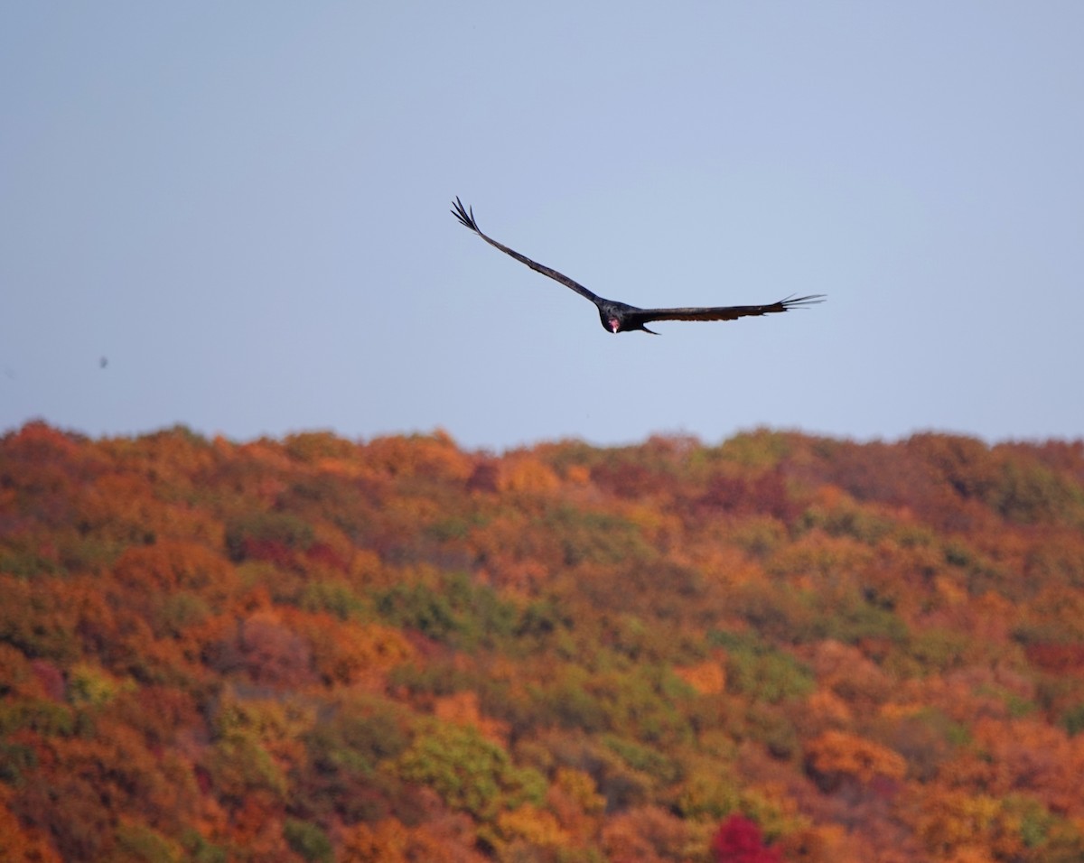 Turkey Vulture - ML610454909