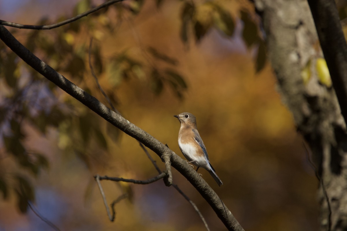Eastern Bluebird - Paul Miller