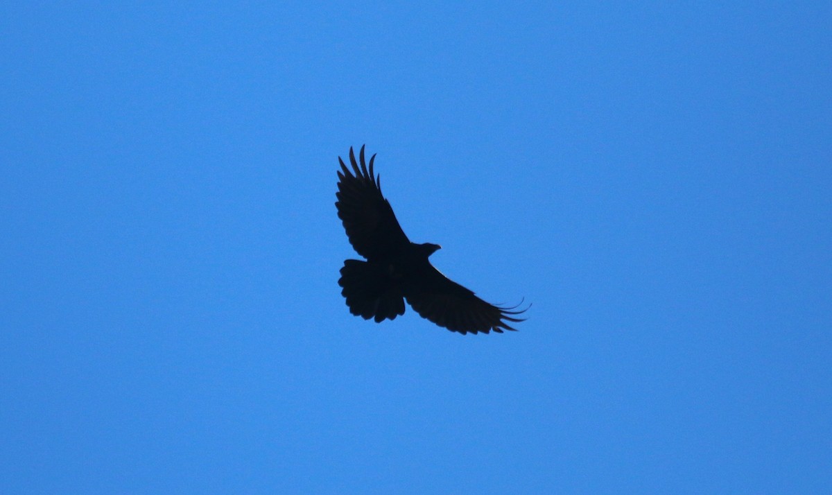 Common Raven - ML610454932