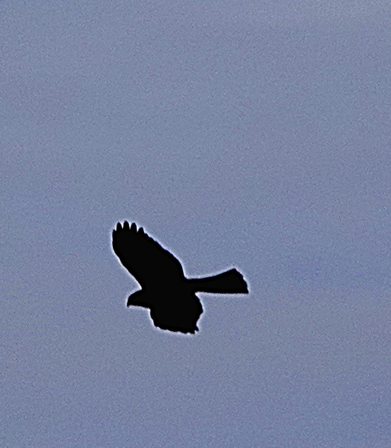 Sharp-shinned Hawk - ML610454951