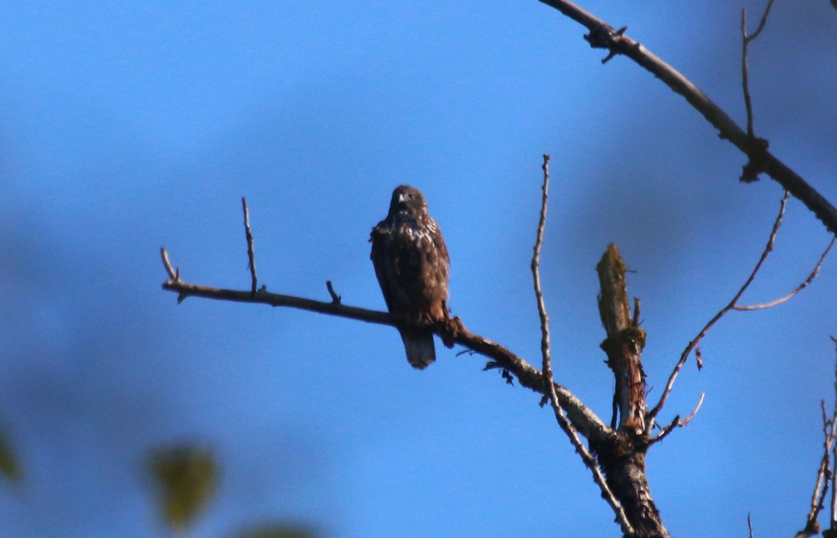 Red-tailed Hawk (Harlan's) - ML610454964