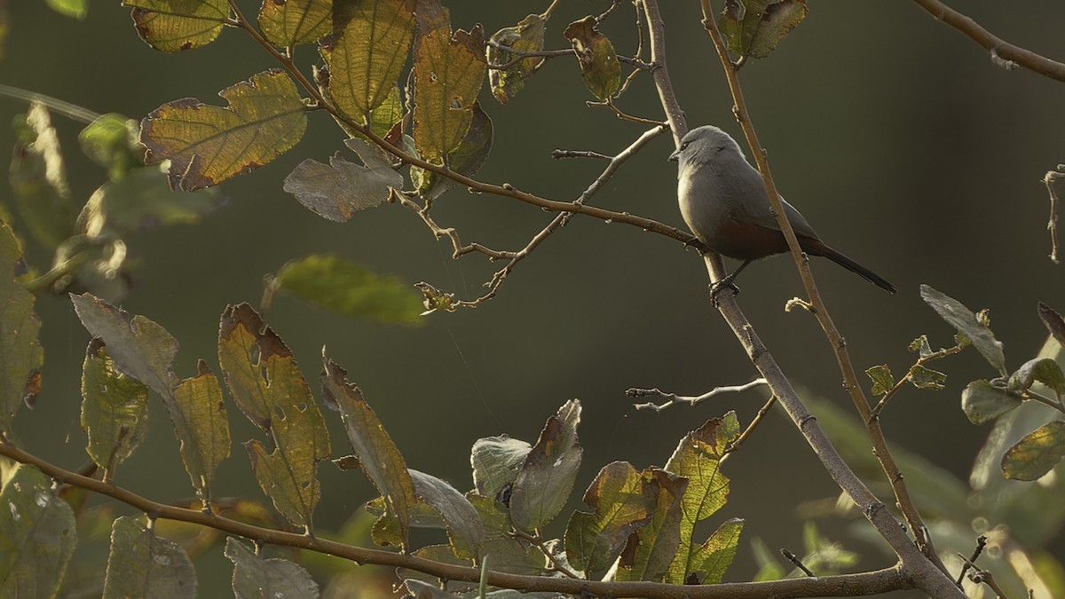 Cinderella Waxbill - ML610454971